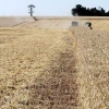 Colheita do trigo é finalizada no RS