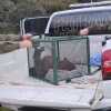 Brigada Militar resgata um veado-campeiro