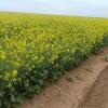Canola, a florada do futuro