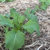 Canola entra na fase final da semeadura 