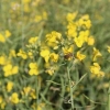 Floração da canola impulsiona apicultura migratória