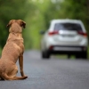 Motorista que abandonar animais na rua será penalizado