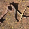 Encontrada relíquia histórica em São Nicolau
