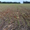 Plantio do trigo prossegue no RS