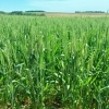 Florescimento do trigo começa no Rio Grande do Sul