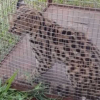Felino silvestre é resgatado em Santa Rosa