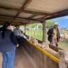 Agregação de valor à ovinocultura é estimulada