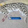 Gato-Maracajá atropelado na ERS 165