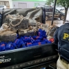 Traficantes presos com mais de 600 quilos de maconha