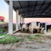 Silagem garante alimentação do rebanho